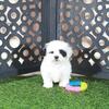 Patches- Beautiful Female Teddy Bear (shih-tzu/bichon cross)