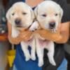 AKC White Labrador Retriever puppies