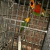 JENDAY CONURE