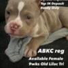 American Bully Pocket Lilac Tri FeMale Puppy