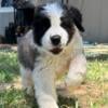 Saint Bernard Puppies Available Now