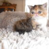 CFA ESH Brown Patched Tabby Calico Female