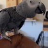 Congo African gray for sale