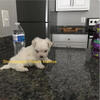 Female Maltese puppy 16 wks very small nano teacup purebred pedigree...