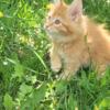 Maine Coon for sale 1800