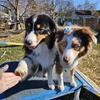 Australian Shepherd puppies due September 10th!