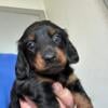 Long hair female miniature dachshund