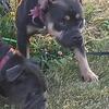 Tri male needs a new home
