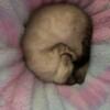Snow Bengal Kittens - 2 males and 2 females