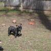 Chocolate French Bulldog Female For Sale