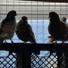 modena pigeons