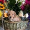 Beautiful f2bb mini medium golden doodles looking for a loving home