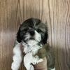 Shihtzu female 