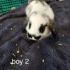 Polish lop baby bunnies