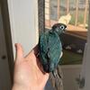 💙Turquoise Green Cheek Conures WHOLESALE 