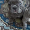 French bulldog.