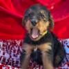 AKC Airedale Terrier Puppies coming soon Kentucky