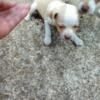 6 week old chihuahua puppy