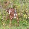 Purebred Registered Nubian Dairy Goats