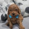 Beautiful goldendoodles for sale