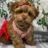 Fendi - Tiny shorkie puppies shihtzu/yorkie hypoallergenic 