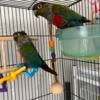 Crimson Bellied Conures pair #1