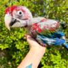 Baby Greenwing Macaw