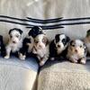 AKC Australian Shepherd puppies **blue eyes