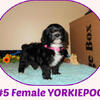 Tiny first-generation CKC yorkiepoos