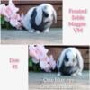 Holland lop baby bunnies! Vienna color