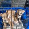 Gorgeous bully puppies for rehoming