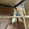 Cockatiel pairs and singles