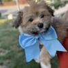 Teddy Bear Male Maltipom