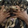 Cute Yorkie Puppies Looking for Their Forever Homes 🐶✨