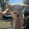 French bulldog puppy