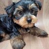 Yorkie Puppies ( Yorkshire Terrier  Puppies ) For Sale In NYC Call or text 