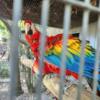 Scarlet Macaw breeding pair for sale