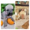 Irish Wolfhound litter akc purebred puppies 2024 waiting list