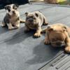3 English Bulldog Puppies Available