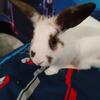 PET rabbit 