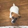 Shorties Jack Russell Terriers