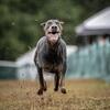 Blue/Fawn Doberman puppies