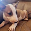 Bull Terrier Puppies Ready To Go Home