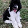 GoldenDoodles F1BB Black and White Parti Male