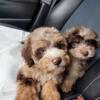 Micro mini bernedoodle puppies