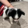 Koi Papillon Pomeranian Mix Puppy