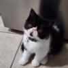 Exotic persa shorthair black & white