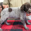 German Shorthaired Pointer female pups