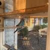 English budgies available