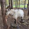 Male goat